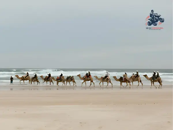 Balade en chameau Essaouira