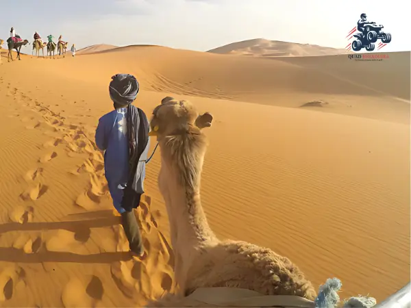 Balade en dromadaire Essaouira